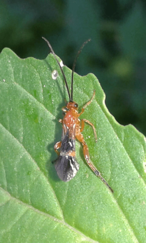 Braconidae : Cremnops desertor? S